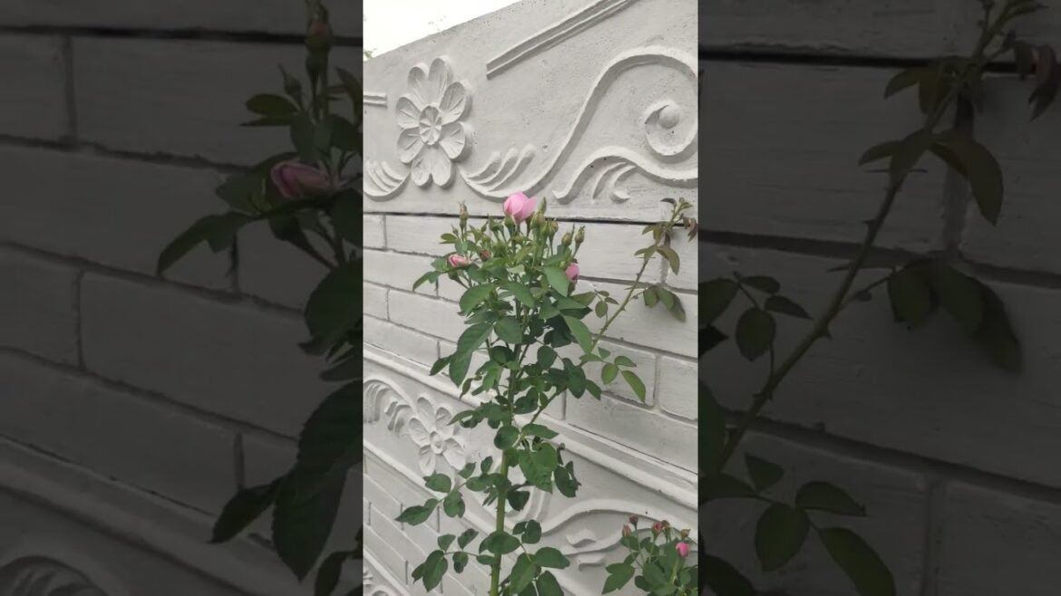 Roja flower increase tips #shorts