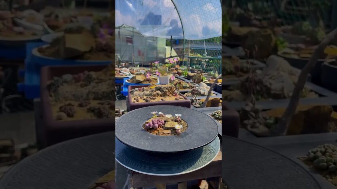 A wide range of succulents to inspire a beautiful garden design. #gardentips #soilhealth A wide range of succulents to inspire a beautiful garden design. #gardentips #soilhealth