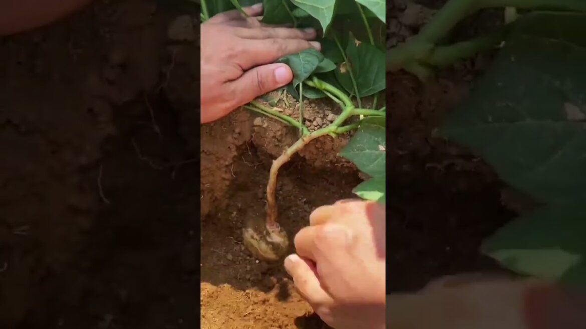 I  growing garden and vegetable by MeiMei  #shorts #garden #vegetable