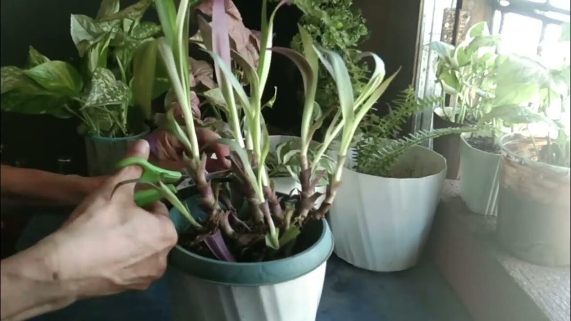 BENEPISYO NANG MALIKOT NAPAGIISIP HOUSE PLANT GARDENING TIPS