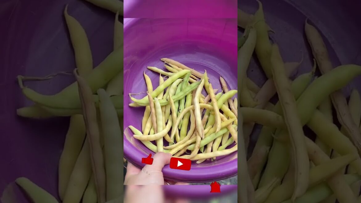 If you are a beginner gardener WATCH THIS!