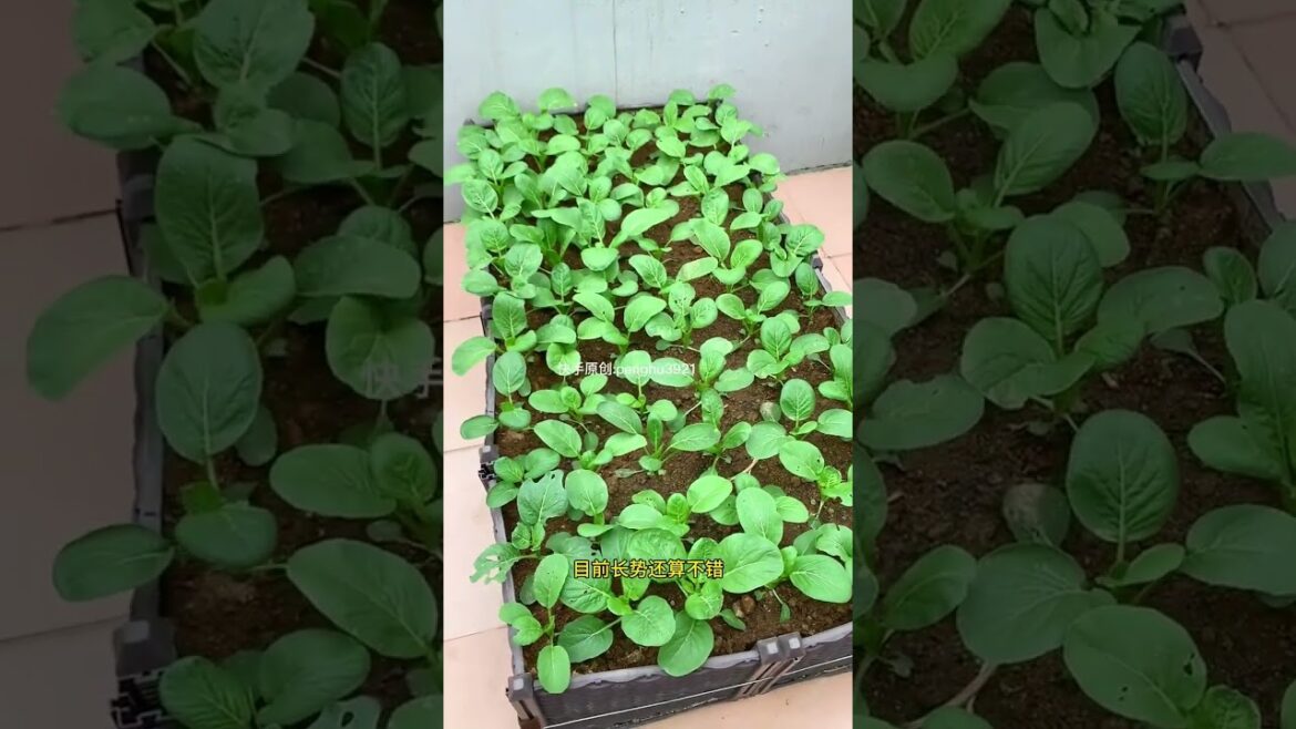 tips growing garden and vegetable #shorts #garden #vegetable tips growing garden and vegetable #shorts #garden #vegetable