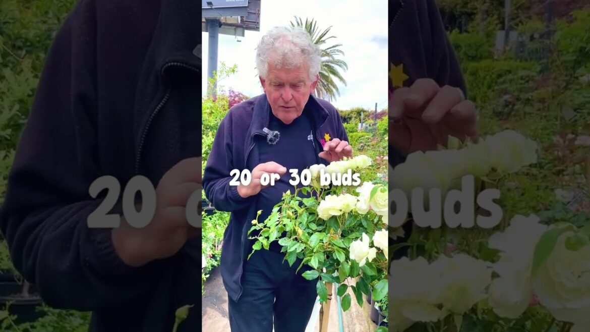 The Classic Melbourne Look🌹🤍