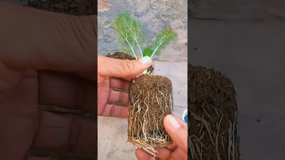 how to grow fennel plants | #fennel #gardening #gardeningtips