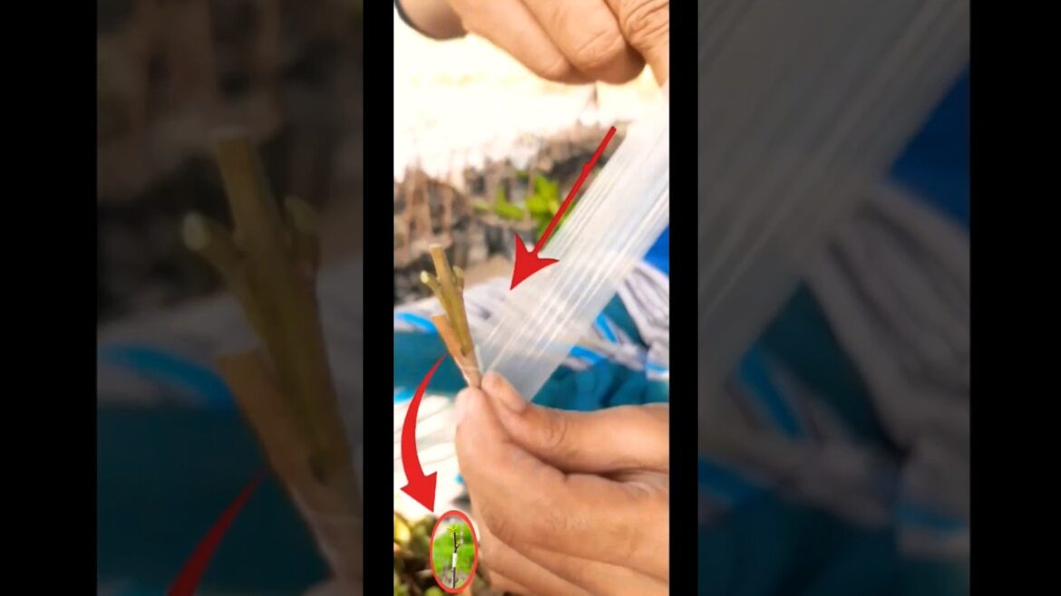 #guava_grafting #shortvideo #all #viralshort #guava_grafting #shortvideo #all #viralshort