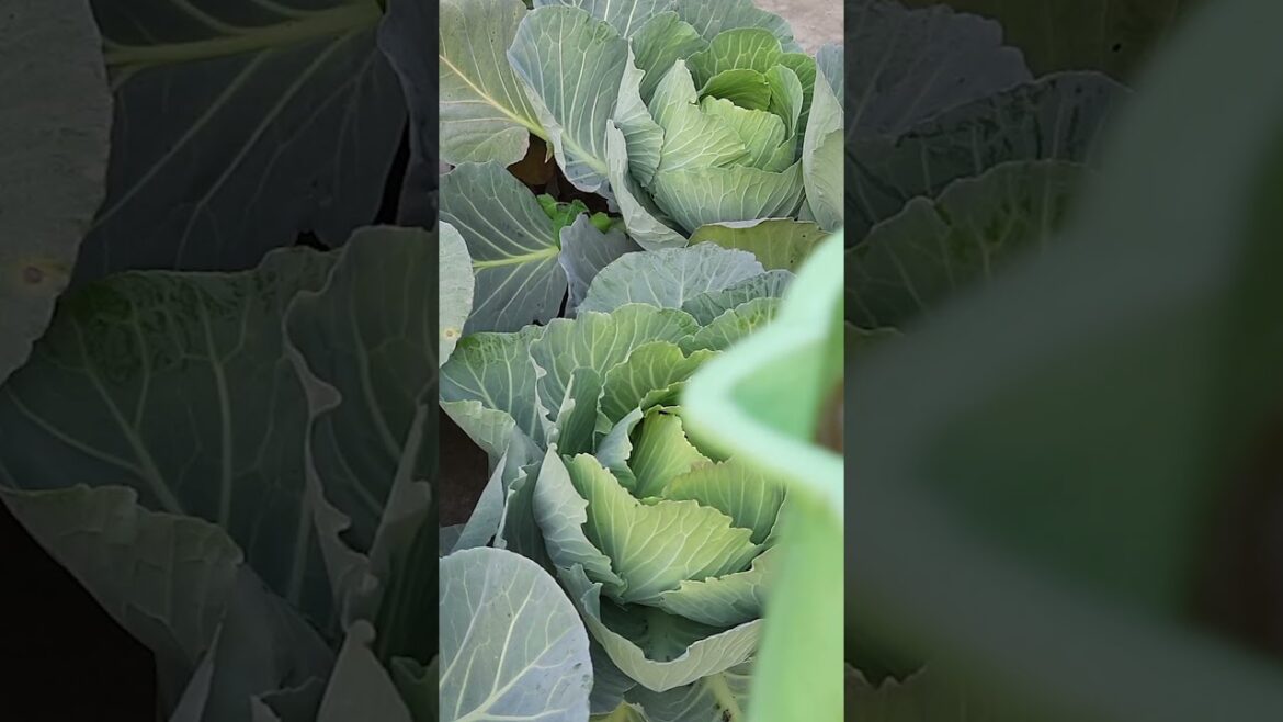 Housewives Love Cabbage Garden @drkakfood  #tomatogarden #vegetablegardening #youtubeshorts