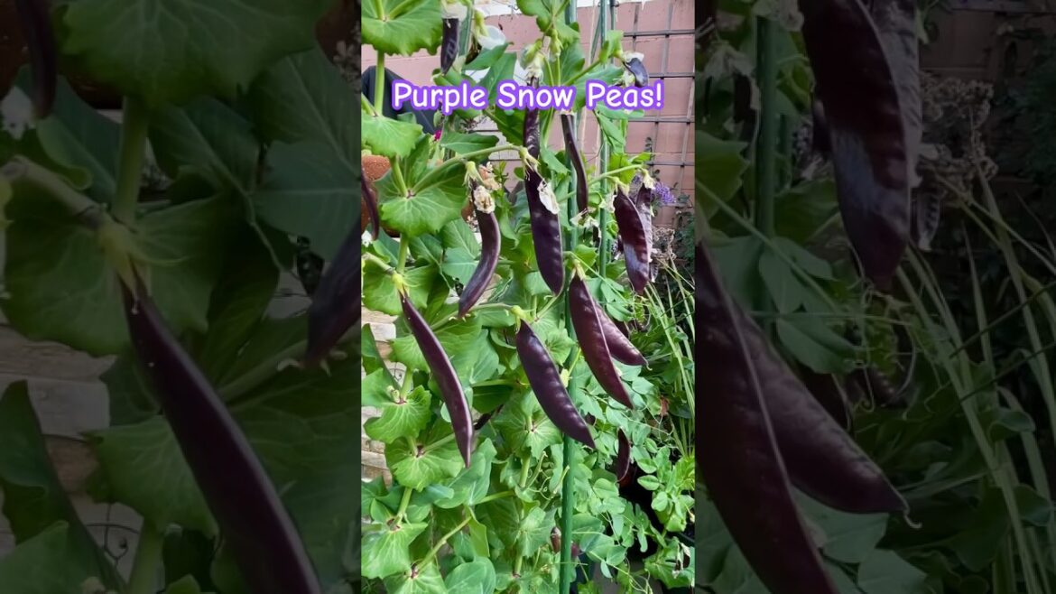 Purple Peas!🫛 | Royal Snow Peas