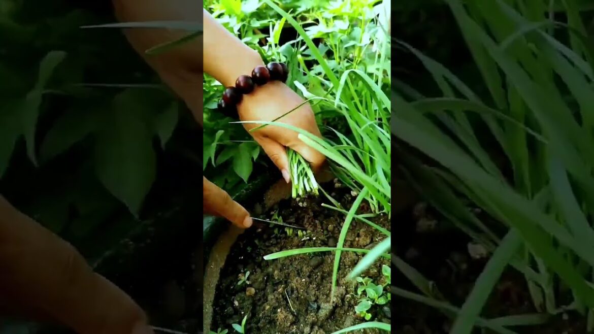 I growing garden and vegetable by MeiMei #shorts #garden #vegetable I growing garden and vegetable by MeiMei #shorts #garden #vegetable