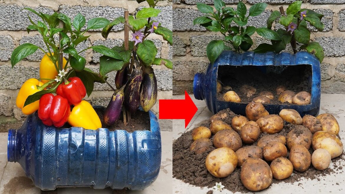 3 In 1 Garden Idea, Growing Potatoes, Eggplant And Bell Peppers Is Easy And Productive