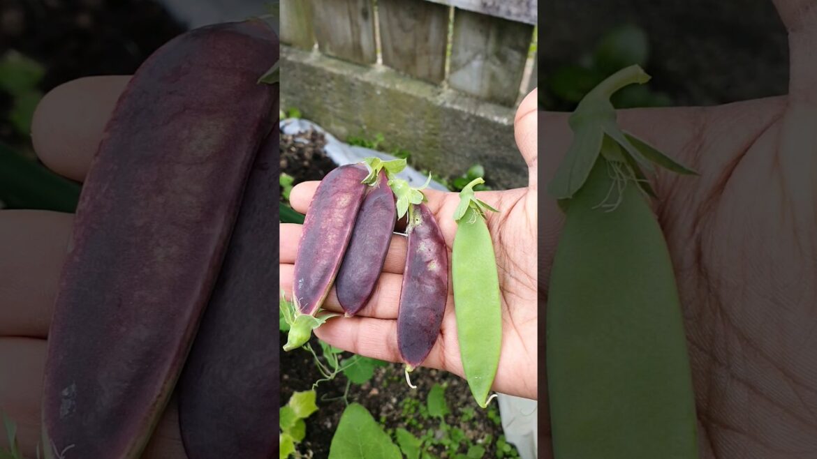Purple Shiraz snow peas #shorts