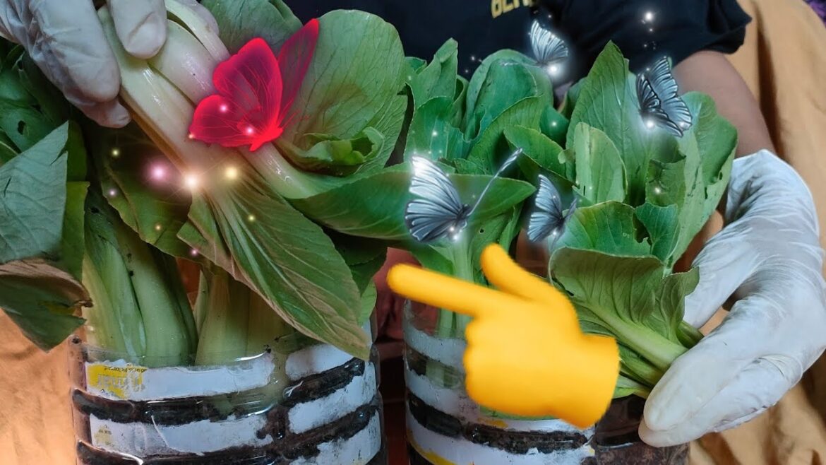 Today growing vegetables natural Today growing vegetables natural