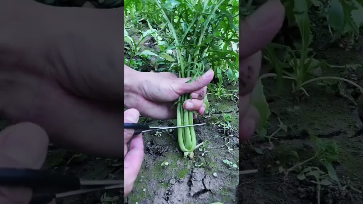 happy with growing garden and vegetable by MeiMei #shorts #garden #vegetable happy with growing garden and vegetable by MeiMei #shorts #garden #vegetable