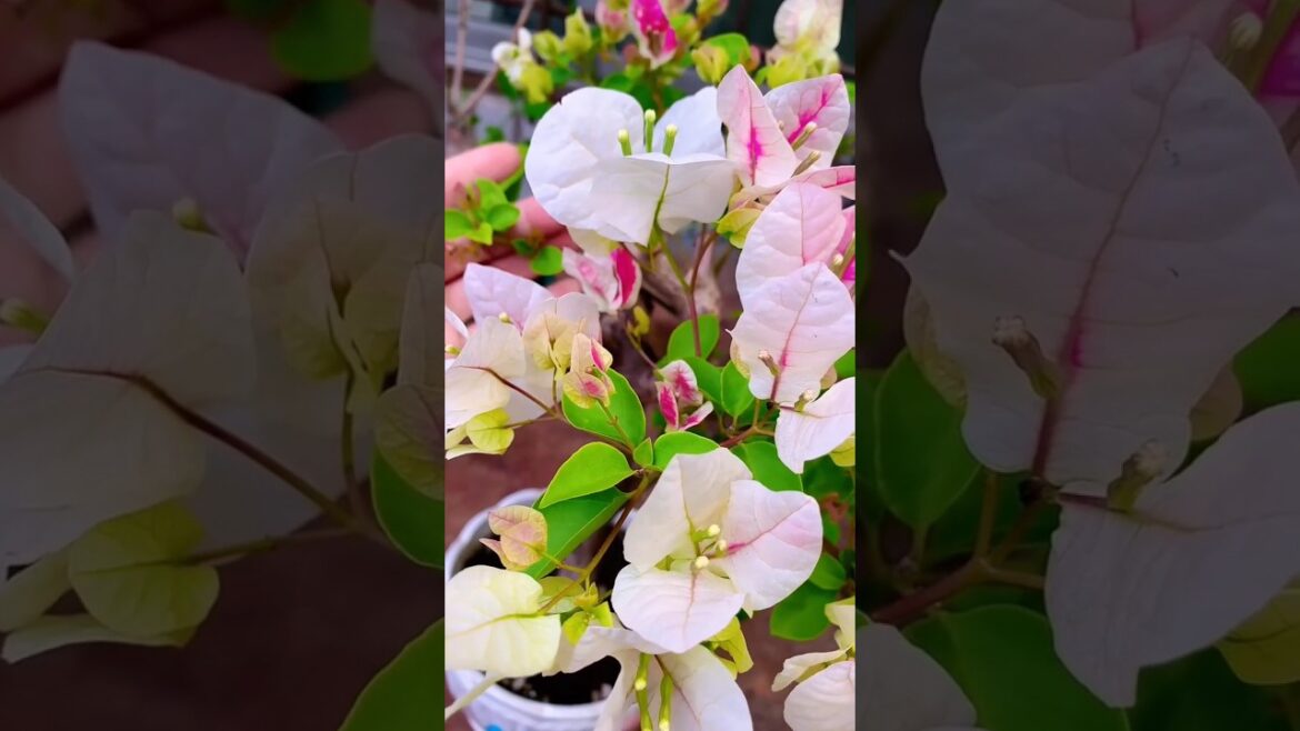 Bougenvallea flower plants ☘️☘️☘️#flower #flowers #bougenville #garden #tips Bougenvallea flower plants ☘️☘️☘️#flower #flowers #bougenville #garden #tips