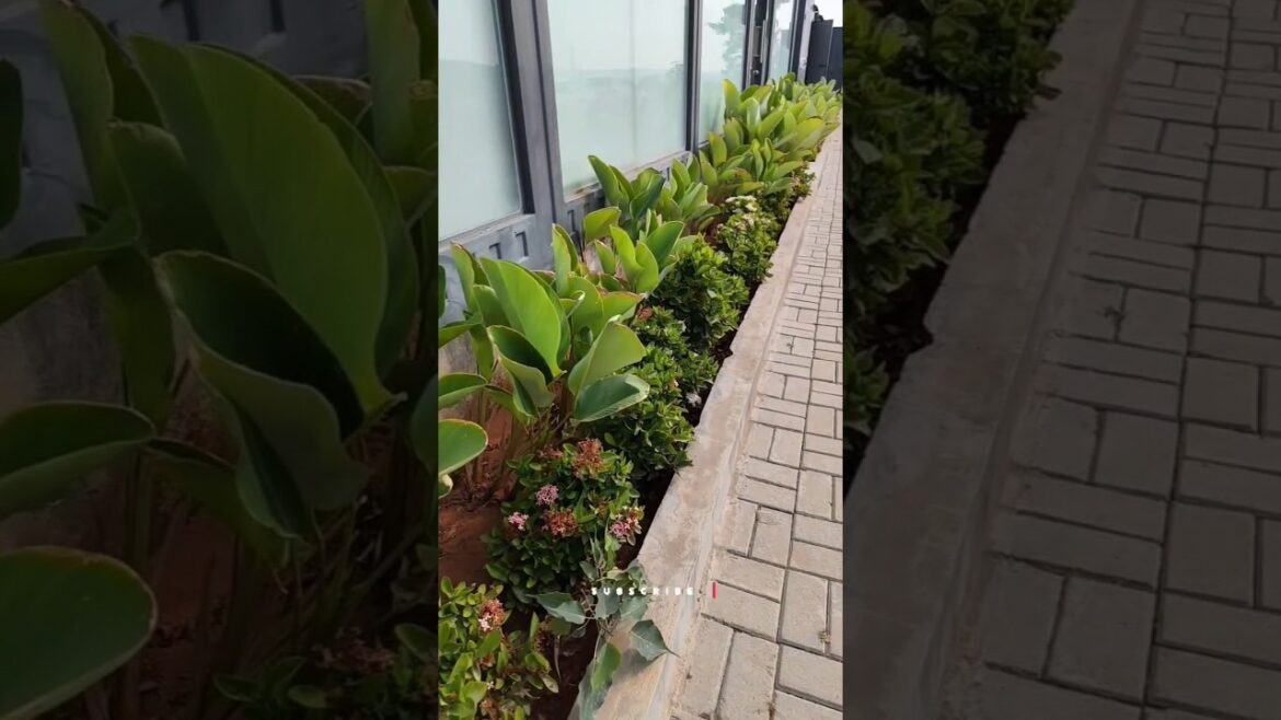 Tropical #gardendesign #flowers #calathea #landscape #plants #attractive #ixora