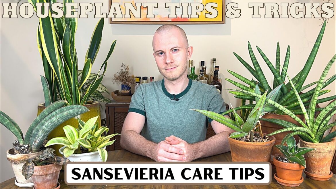 How To Care For Sansevierias | Houseplant Tips & Tricks