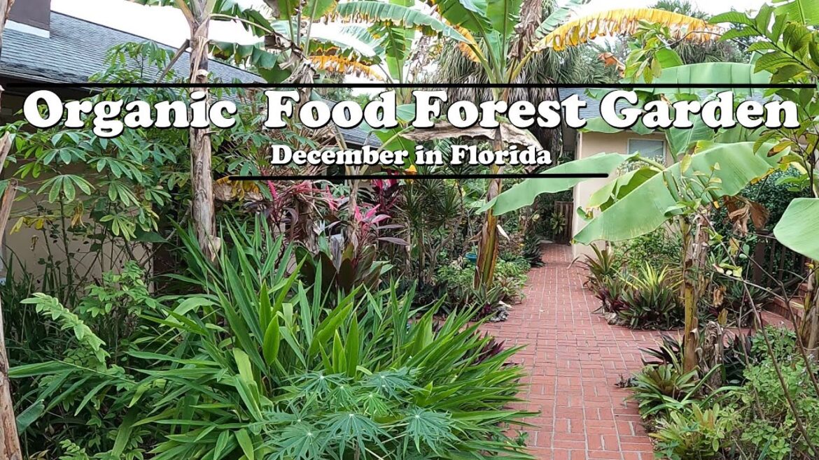Florida Organic Edible Tropical Garden Food Forest Tour | December Zone 10a