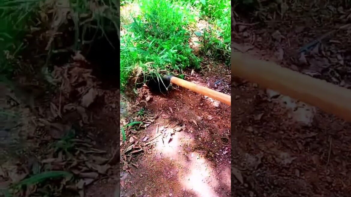 I  growing garden and vegetable by MeiMei  #shorts #garden #vegetable