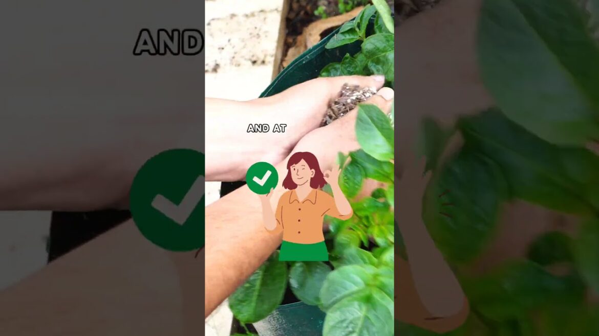California Gardening: Stop Toxic Green Solanine Potatoes: Cover in Soil! π₯π± #Shorts Stop Toxic Green Solanine Potatoes: Cover in Soil! π₯π± #Shorts