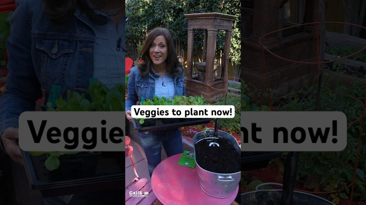 Veggies to plant NOW!