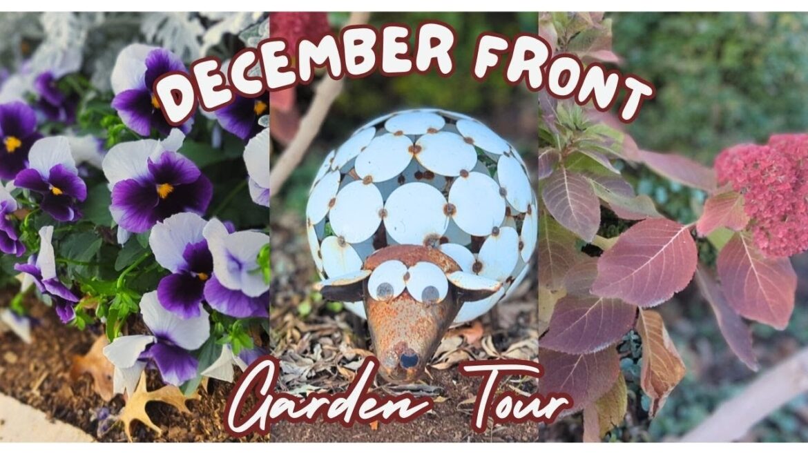 December 2023 Front Garden Tour!! #NorthTexas #zone8b December 2023 Front Garden Tour!! #NorthTexas #zone8b