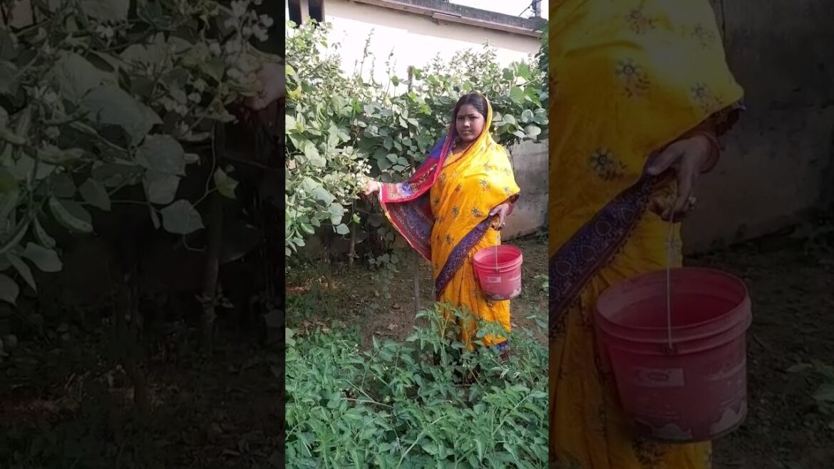 🫛 Beans Harvesting #shorts #ytshorts #trending #viral