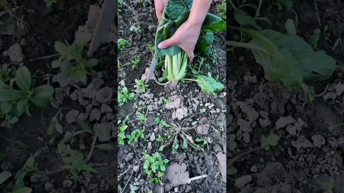 My growing garden and vegetable #shorts #garden #vegetable My growing garden and vegetable #shorts #garden #vegetable
