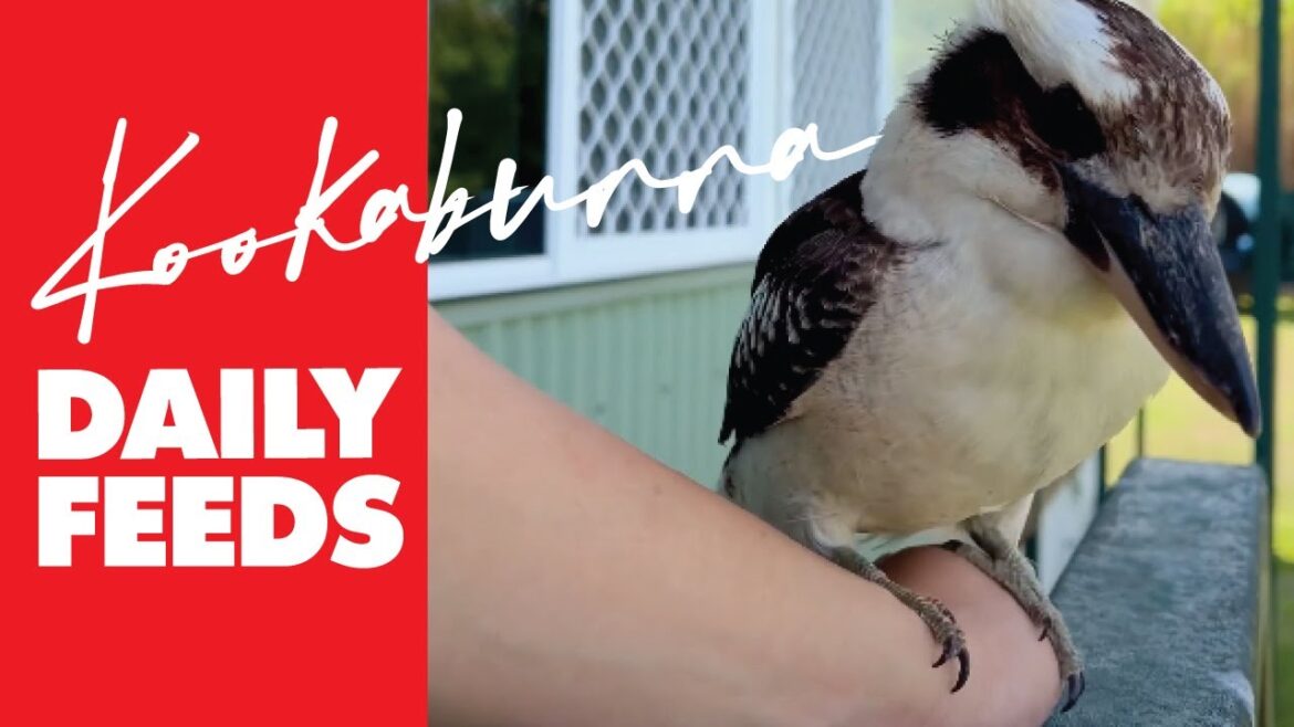 Wild Australian Kookaburra Morning Greetings Wild Australian Kookaburra Morning Greetings