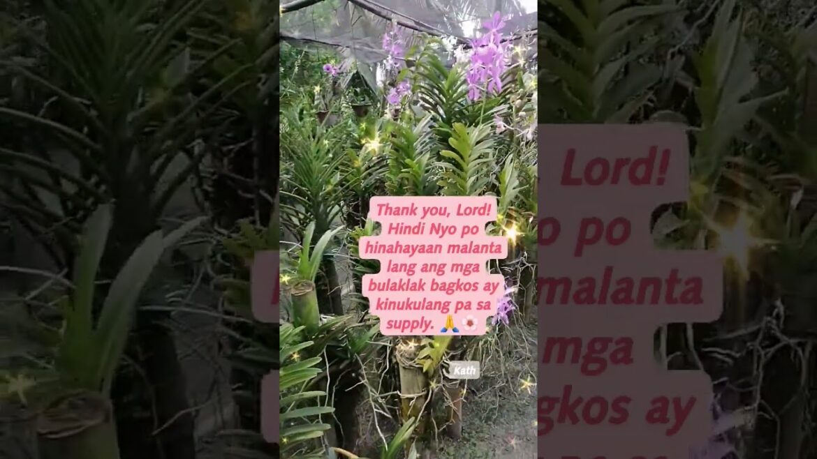 BUMABALIK NA ANG DATING GANDA AT SIGLA NG ORCHIDS GARDEN / Kath Flowers and Leaves BUMABALIK NA ANG DATING GANDA AT SIGLA NG ORCHIDS GARDEN / Kath Flowers and Leaves