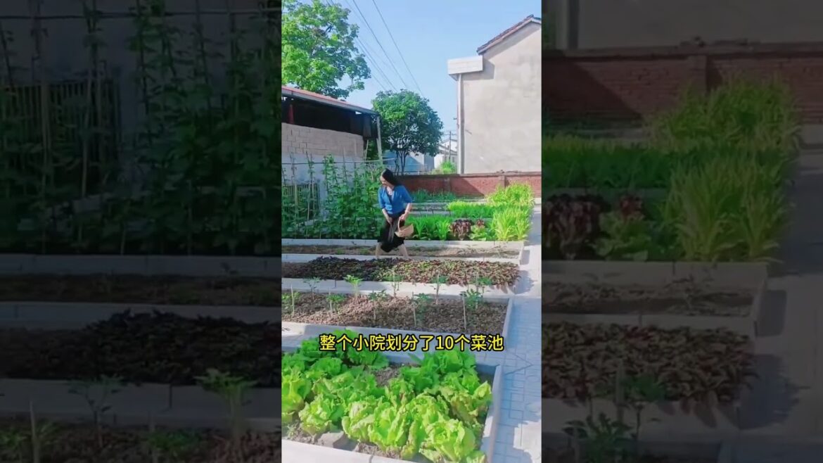 My life part of growing garden and vegetable #diygarden #vegetable My life part of growing garden and vegetable #diygarden #vegetable