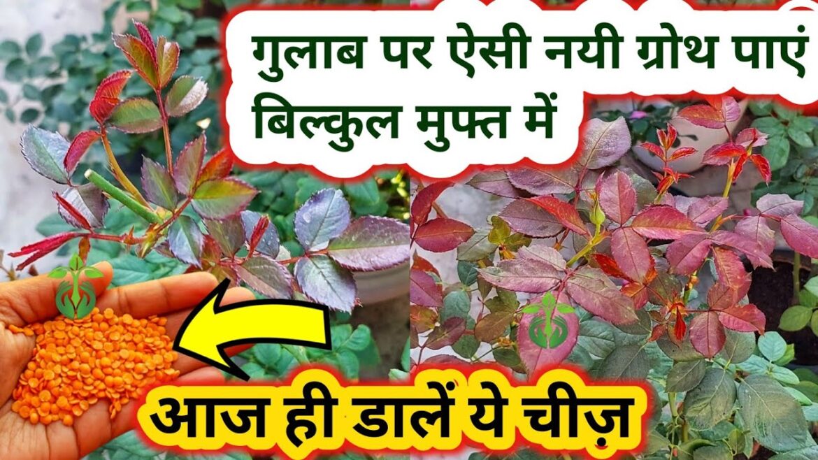 गुलाब पर आयेंगी अनगिनत नयी ग्रोथ.Rose plant growing tips.How to get maximum growth on rose plant. गुलाब पर आयेंगी अनगिनत नयी ग्रोथ.Rose plant growing tips.How to get maximum growth on rose plant.