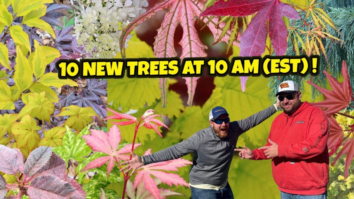 The Crunk 10 New Trees at 10AM(EST) | Japanese Maples for Landscape Design | MrMaple The Crunk 10 New Trees at 10AM(EST) | Japanese Maples for Landscape Design | MrMaple