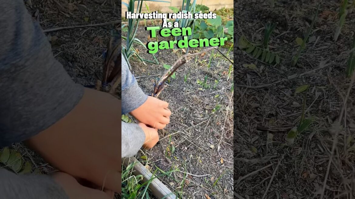 Harvesting radish seeds from my backyard garden #garden #harvest #shorts