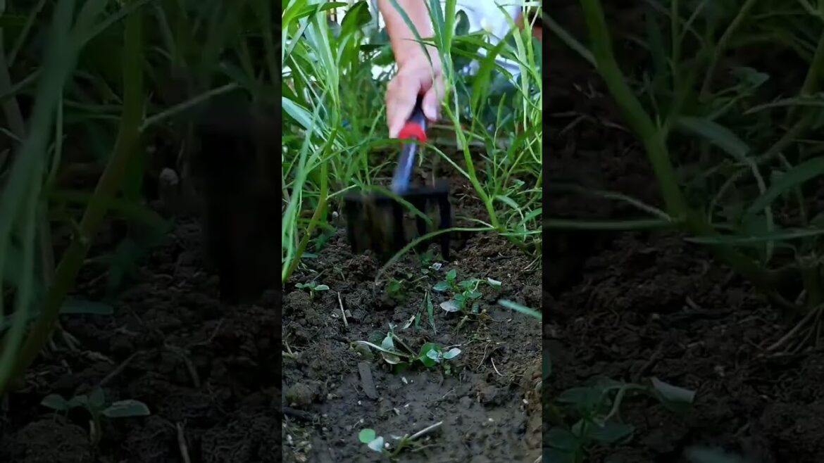 I  growing garden and vegetable by MeiMei  #shorts #garden #vegetable