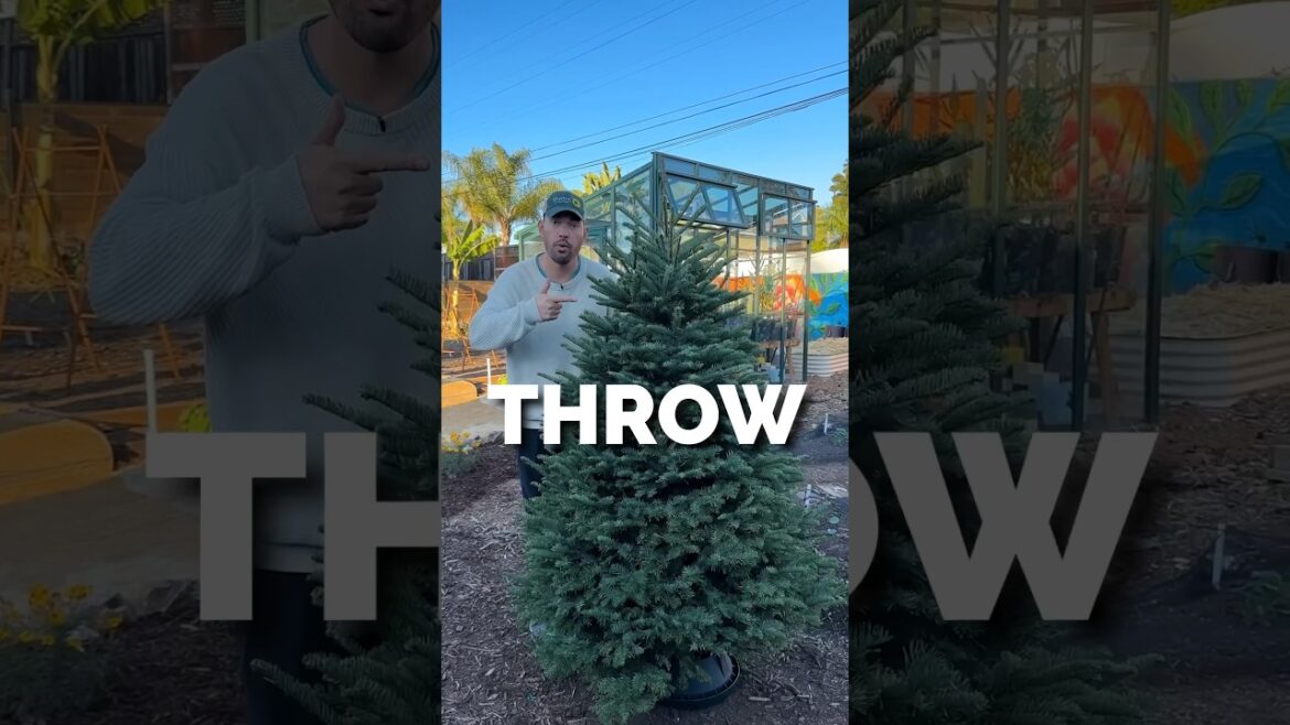 I turned my Christmas tree into gardener’s gold…