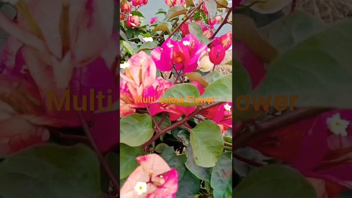 Bougainville मे Multi colours ! Beautiful flowers 🌹#shorts# nature #kumarsanu