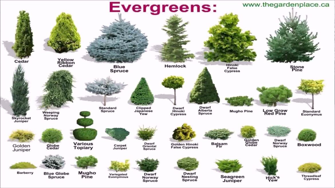 Front Yard Landscaping Ideas Evergreen Shrubs