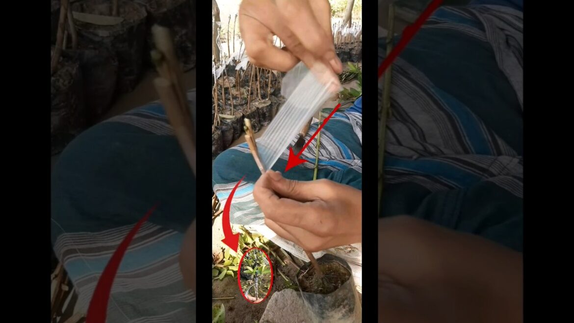 #shortvideo #reelvideo #guavagrafting #wbnursery #viralshort