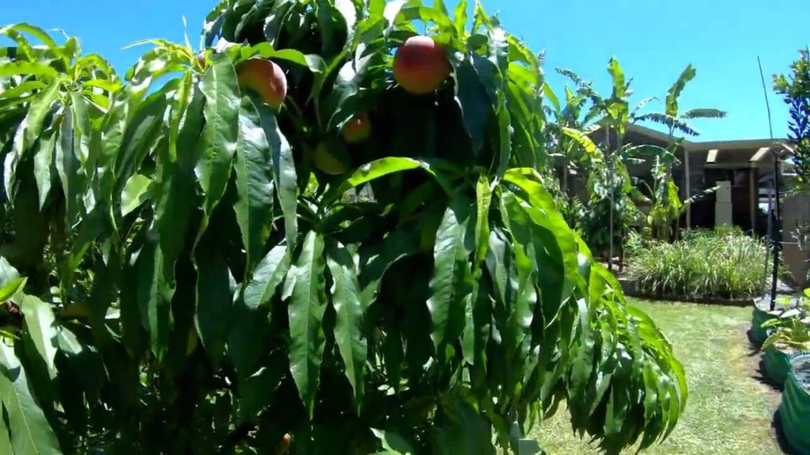 Early Summer Visual Tour, 100% Edible Garden