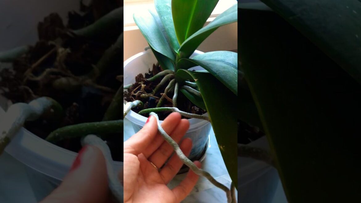 Orchids: Root or Shoot? How to tell the difference! #gardening #gardeningtips #orchids