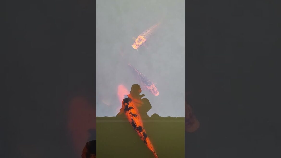 Japanese Garden Seattle, Washington 2