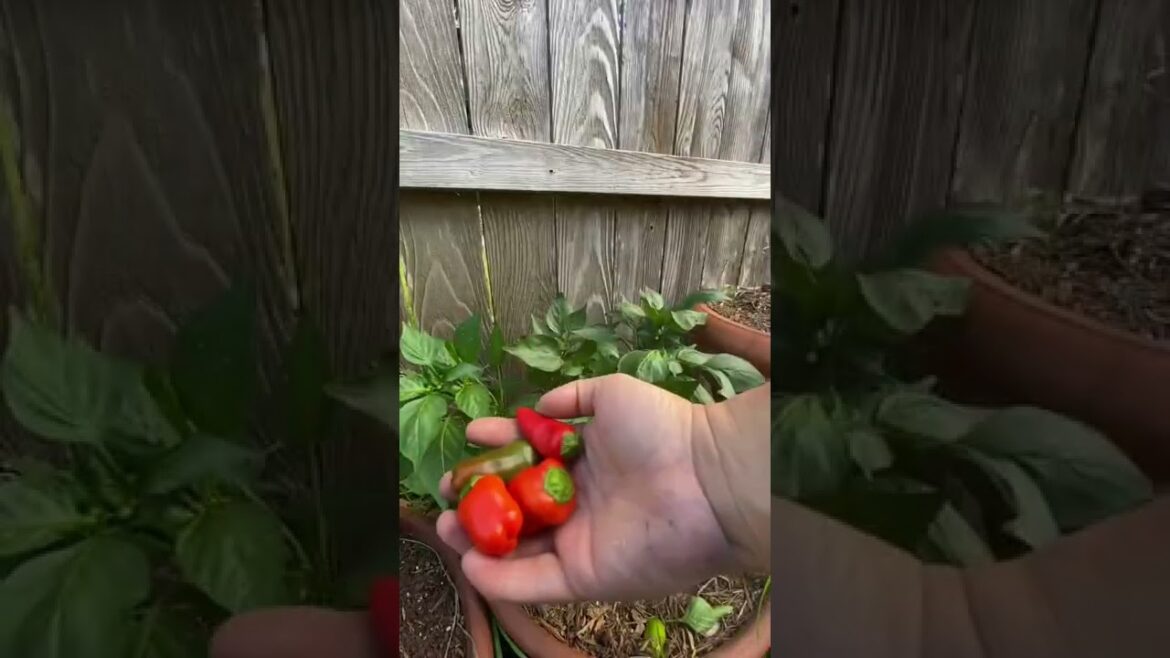 Beginner Gardeners Should Grow Peppers 🌶 🫑 #shorts
