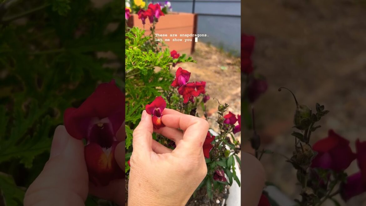 Home Gardening Tips – How To Get UNLIMITED Seeds For Snapdragons Home Gardening Tips - How To Get UNLIMITED Seeds For Snapdragons
