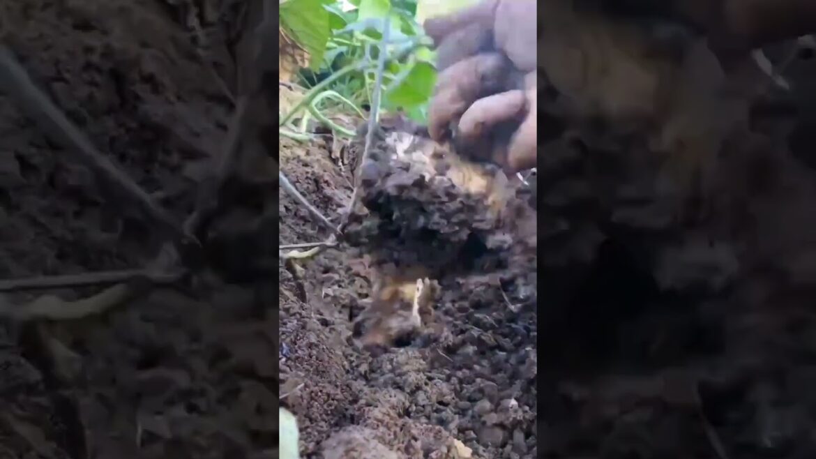 My  growing garden and vegetable   #shorts #garden #vegetable