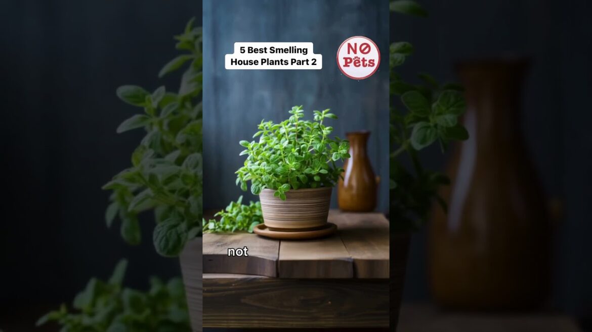 5 Best Smelling House Plants Part 2. 🪴 #gardentips #flowertips