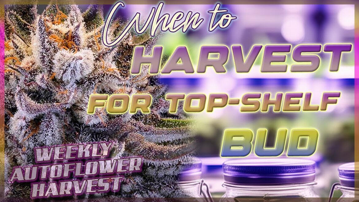 Auto Flower Weekly Harvest |  How to Harvest for the Best Quality - DIY ZAZAs - Spider Farmer