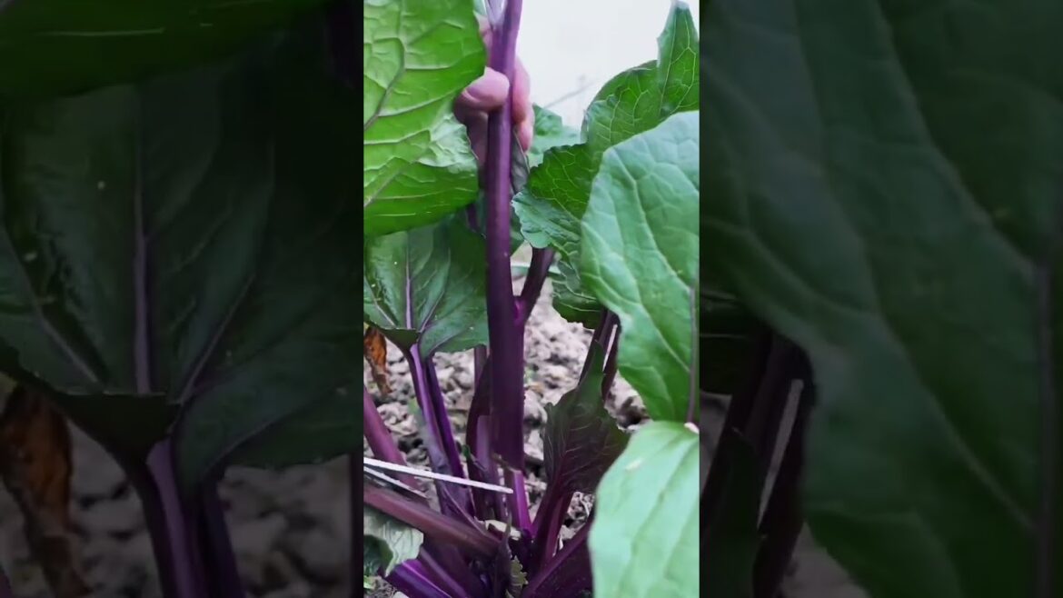 My growing garden and vegetable #shorts #garden #vegetable My growing garden and vegetable #shorts #garden #vegetable