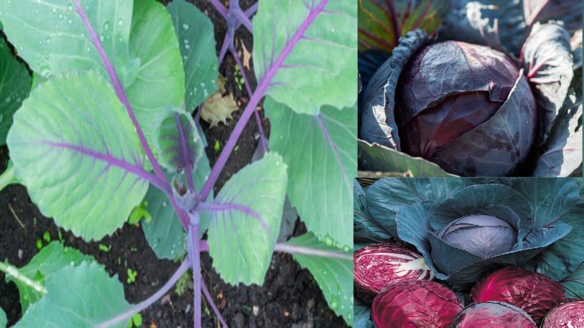 New plant care||#gardeninggreengold #youtuberecommendations#gardening#trending#gardeningvideos#care