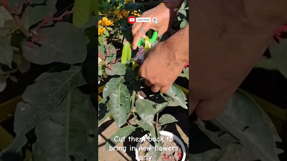 Cut them back to bring in new flowers early #gardening #gardening tips #plants #gardening advice