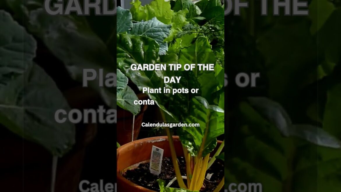 Creating an Easy & Space-Saving Garden - Simple Gardening Tips for Busy People  #gardening
