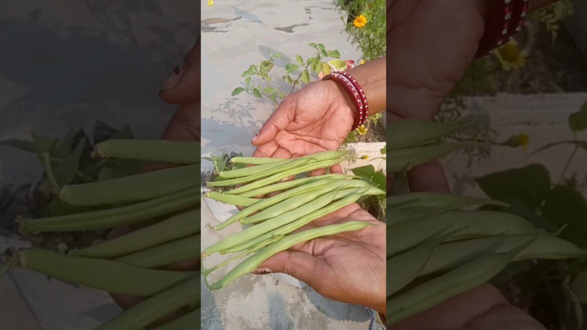 Harvesting Vegetables #shorts #shot #terrace #gardening Harvesting Vegetables #shorts #shot #terrace #gardening